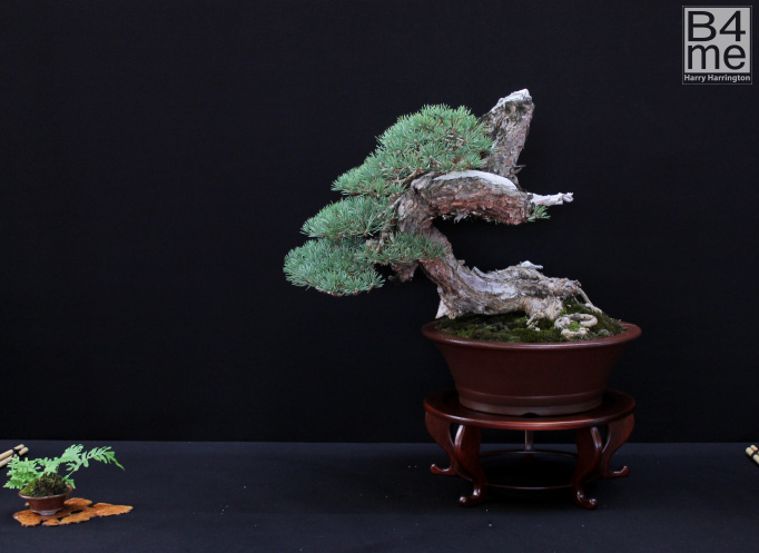 juniper bonsai